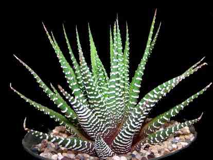 هاورتیا گورخری